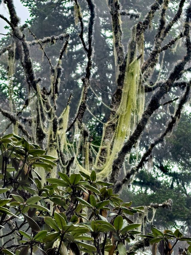 Huanglong Forest is the Paradise 