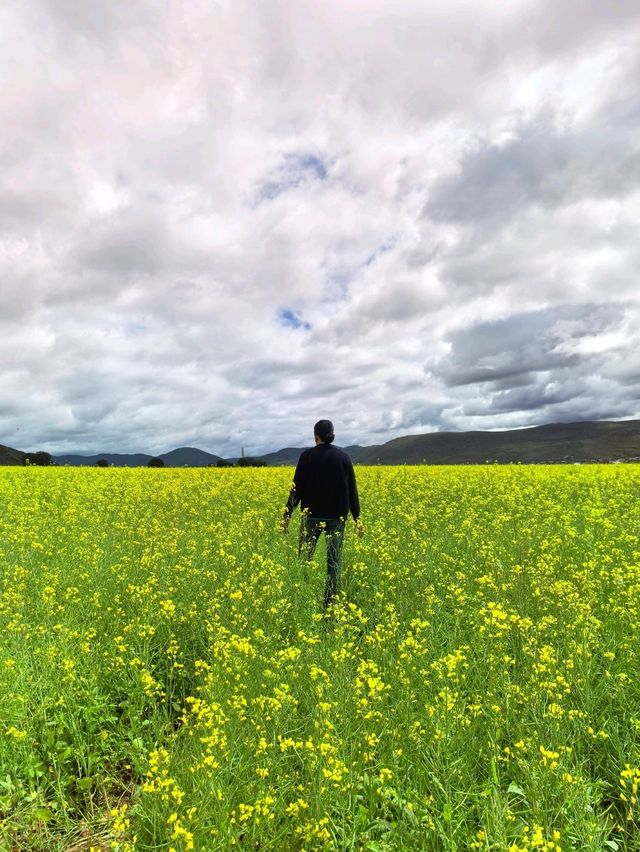 Living in My Dream of Canola Flower Field in Shangri-La