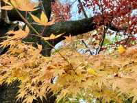 河口湖紅葉季