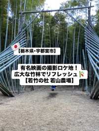 【宇都宮市】有名映画のロケ地にもなった広大な竹林🎋