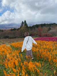 【那須町】ケイトウ畑！那須フラワーワールド🌸