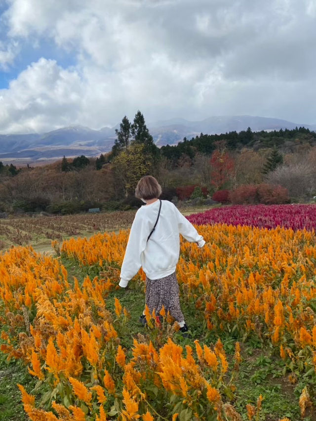 【那須町】ケイトウ畑！那須フラワーワールド🌸