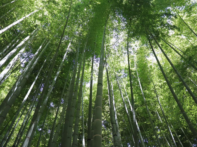 【鎌倉市】鎌倉にある竹林報国寺🎋