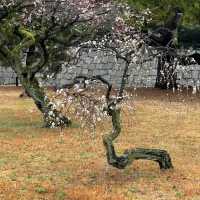 深田氏庭園：庭園靜謐🍃🌸