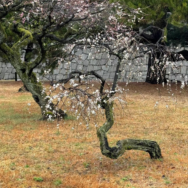 深田氏庭園：庭園靜謐🍃🌸
