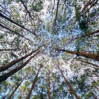 ภูหินร่องกล้า - ลานกางเต็นท์กลางป่าสน