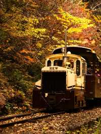 【長野】アメリカの紅葉を彷彿とさせる絶景🍁攻略&周辺観光情報付き✨