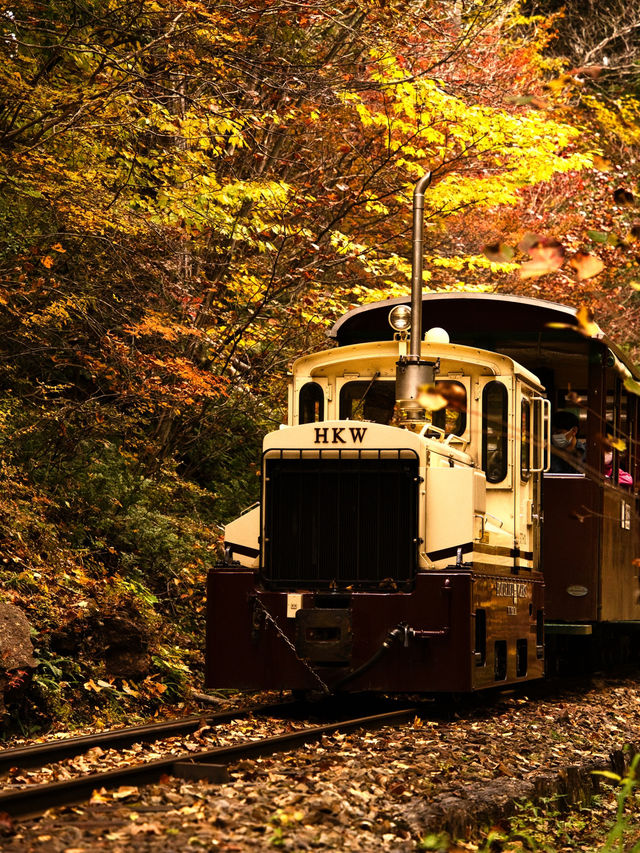 【長野】アメリカの紅葉を彷彿とさせる絶景🍁攻略&周辺観光情報付き✨