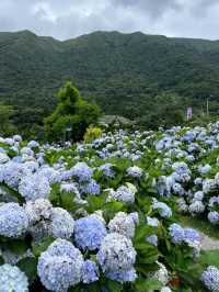 台北賞花海勝地「陽明山 竹子湖」🌸