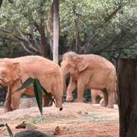 Wild Encounters: A Day at Guangzhou Safari Park