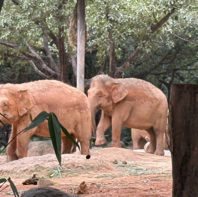 Wild Encounters: A Day at Guangzhou Safari Park
