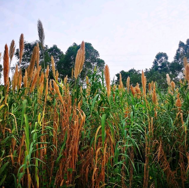 觀瀾河濕地公園