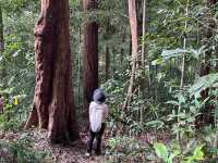 ประสบการณ์การเดินป่าใต้ | ระนอง🌳🏔️