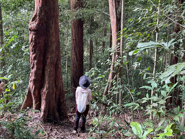 ประสบการณ์การเดินป่าใต้ | ระนอง🌳🏔️