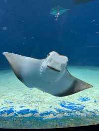 XPark Aquarium ใกล้สนามบินเถาหยวน ไต้หวัน