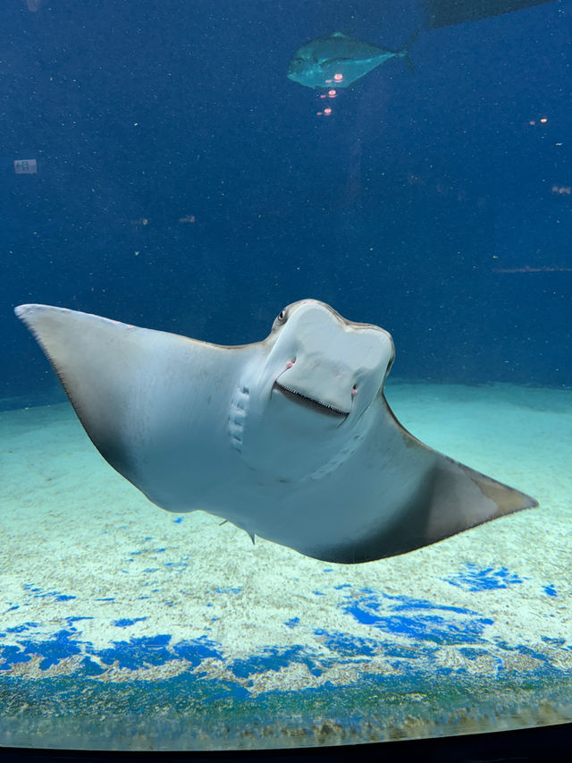 XPark Aquarium ใกล้สนามบินเถาหยวน ไต้หวัน