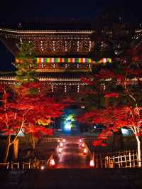 【ここ行って】市内の池に反射する紅葉ライトアップを見るならここ‼️混雑回避術紹介💡