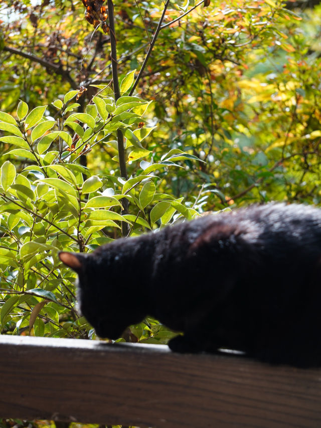 【栃木×佐野】 るろうに剣心のロケ地としても有名  紅葉 猫にも出逢える神社