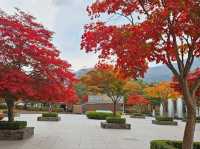 A mighty foliage scene at Sono Moon Danyang