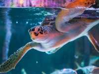 曼谷親子景點｜暹羅海洋世界🐠🦈