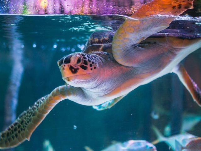 曼谷親子景點｜暹羅海洋世界🐠🦈