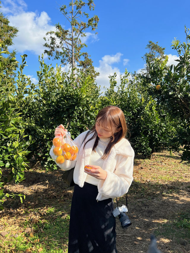 濟州島必去 摘柑橘🍊Cafe！