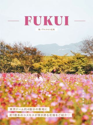 [Fukui Prefecture] A cosmos field the size of four Tokyo Domes🌼