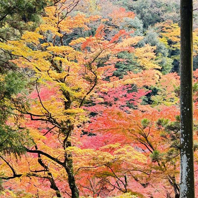 日本百名瀑　養老の滝