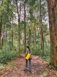 รีวิว ภูสอยดาวฉบับคนขี้เกียจก็ขึ้นได้ 🌳⛰️