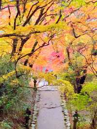 福岡観光🥰情緒ある秋月城跡🏯紅葉も美しい🍁