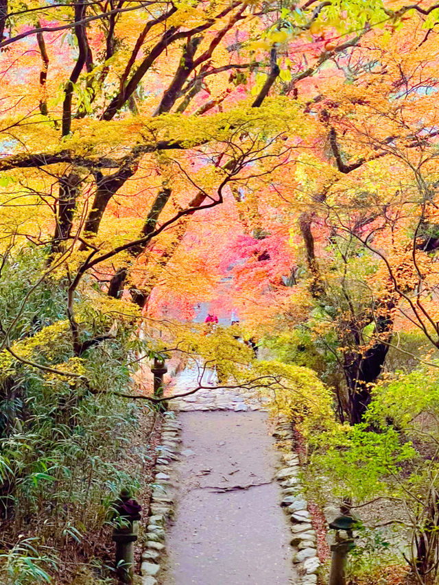 福岡観光🥰情緒ある秋月城跡🏯紅葉も美しい🍁