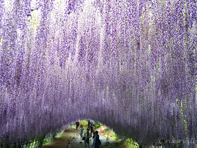 【福岡県】110mの大藤棚のトンネルは圧巻！「河内藤園」