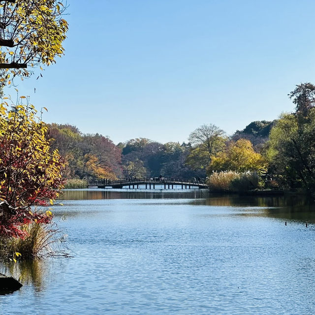 井之頭恩賜公園-不同種類的楓樹交織成美麗的畫卷