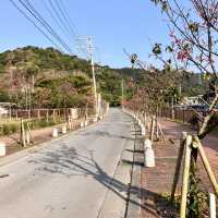 【沖縄本島・北部】名護城跡公園の桜🌸