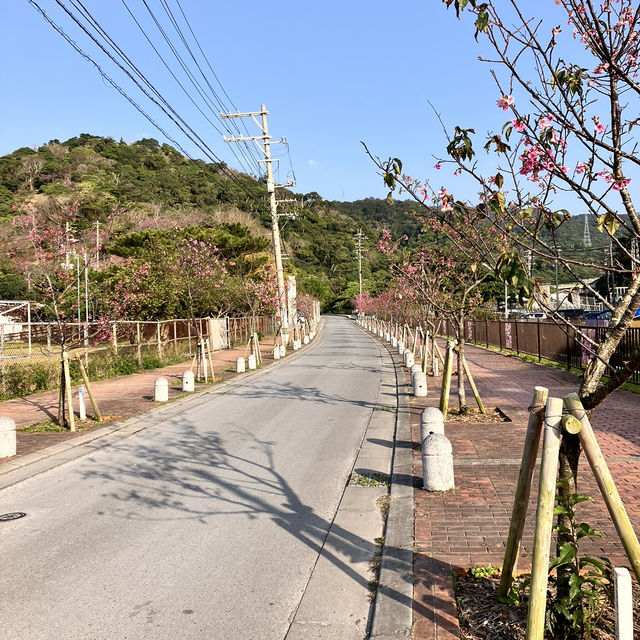 【沖縄本島・北部】名護城跡公園の桜🌸