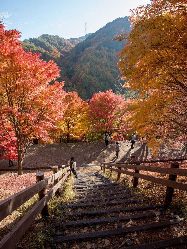 【この秋はここ行って！🍁】長野県・もみじ湖で1万本の紅葉を見に行こう！✨