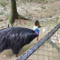 The Harimau Malaya