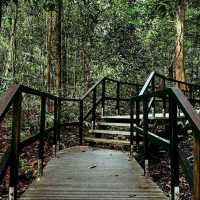MacRitchie Reservoir Park