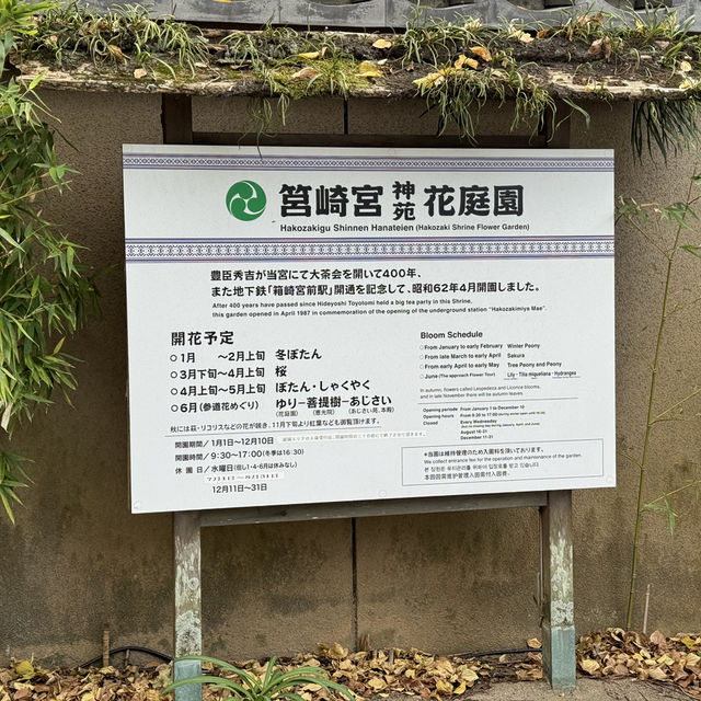 福岡筥崎宮 - 隱世之美，紅葉如畫