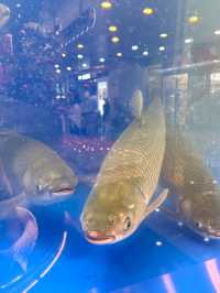 皇庭廣場|魚家王·中山脆肉鲩