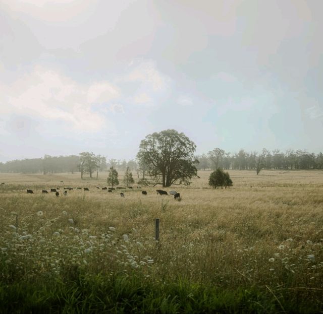 road trip from melb to sydney