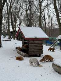 Feeling Foxy at Zao Fox Village