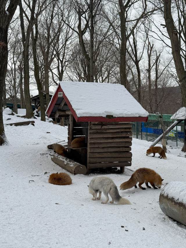 Feeling Foxy at Zao Fox Village