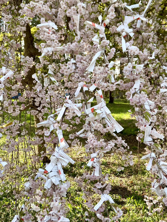 Hirosaki Park: A Cherry Blossom Paradise