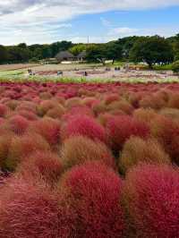 【国営ひたち海浜公園】コキアの真っ赤な絨毯に感動🍁