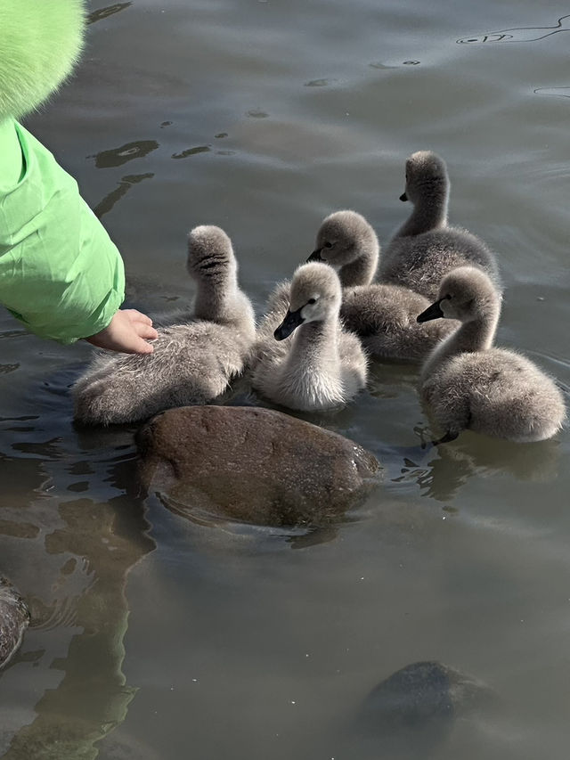 A Wild Adventure at Shanghai Wild Animal Park
