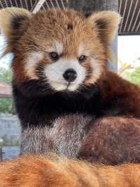A Wild Adventure at Shanghai Wild Animal Park