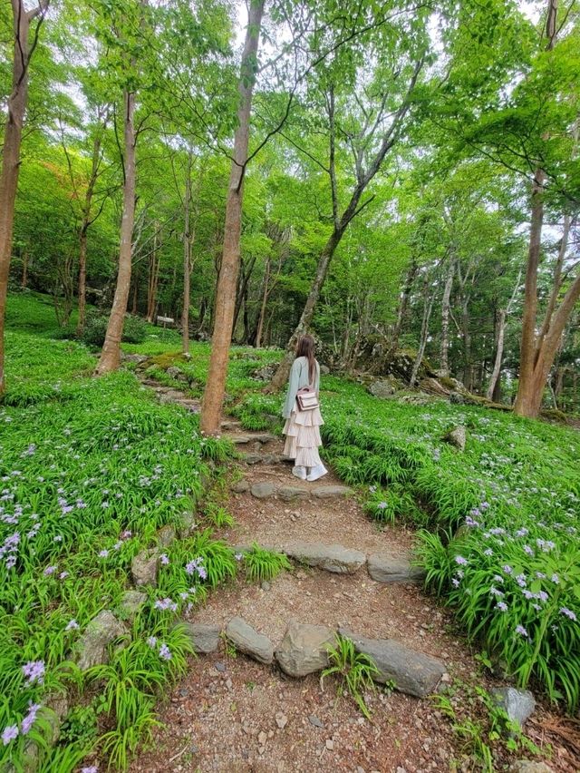 【ヒメシャガの群生地】