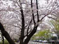 Cherry Blossoms Aren’t Just in Japan, Seoul Has Them Too: Yeouido Hangang Park
