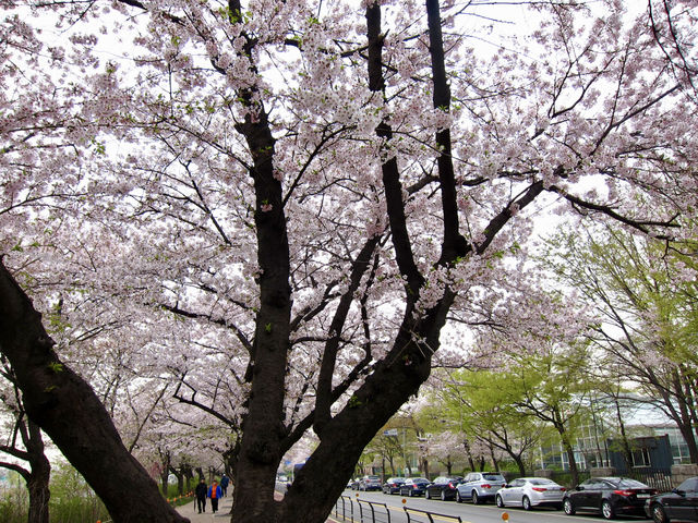 Cherry Blossoms Aren’t Just in Japan, Seoul Has Them Too: Yeouido Hangang Park
